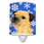 Brown Border Terrier
