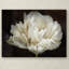 «Double White Tulip» par Cora Niele - reproduction de photo sur toile-32707815