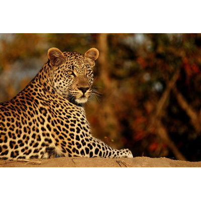 Leopard - Wrapped Canvas Print
