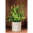 Eucalyptus In Pot(set Of 2)