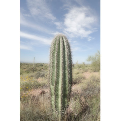 Saguaro by Alan Majchrowicz - Photograph Print