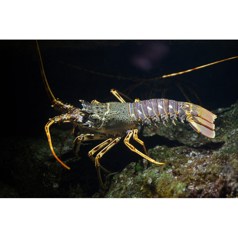 Common Spiny Lobster by Wrangel - Wrapped Canvas Print, 20cm H x 30cm W