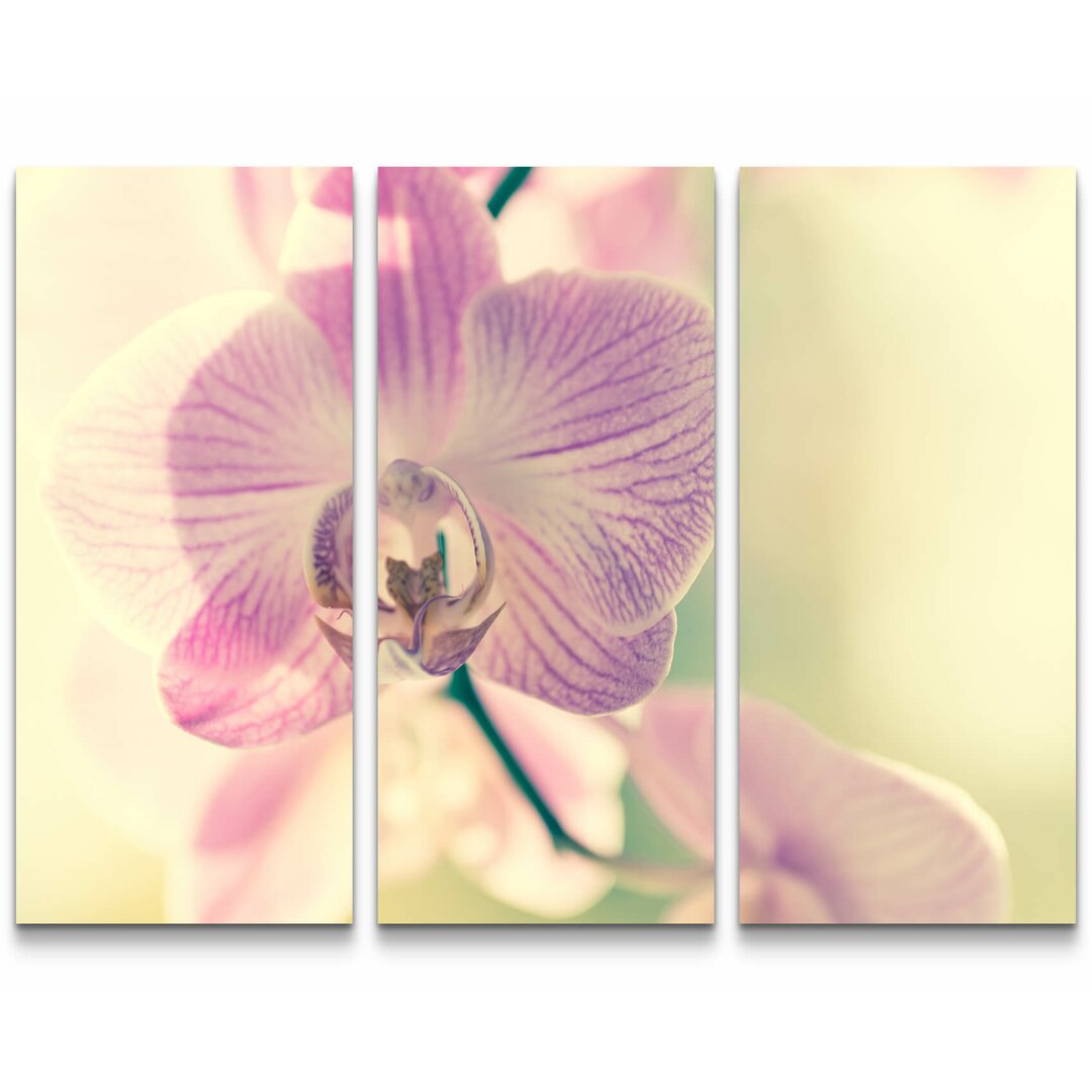 3-tlg. Leinwandbilder-Set Nahaufnahme einer blauen Orchidee