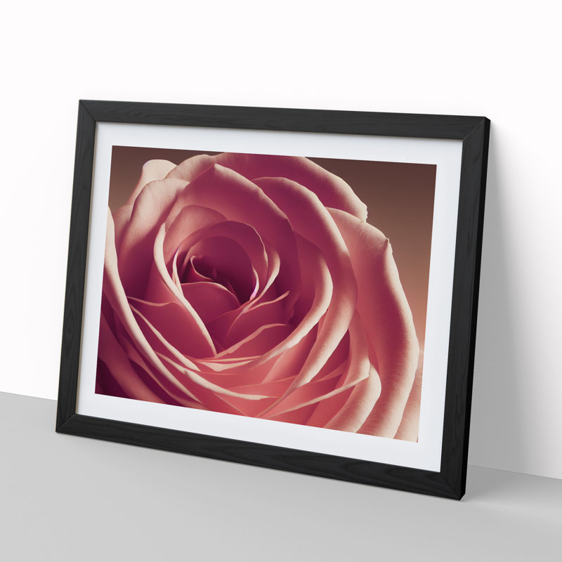 Beguiling Rose Flower - Single Picture Frame Print, Black Framed, 46cm H x 64cm W x 2cm D