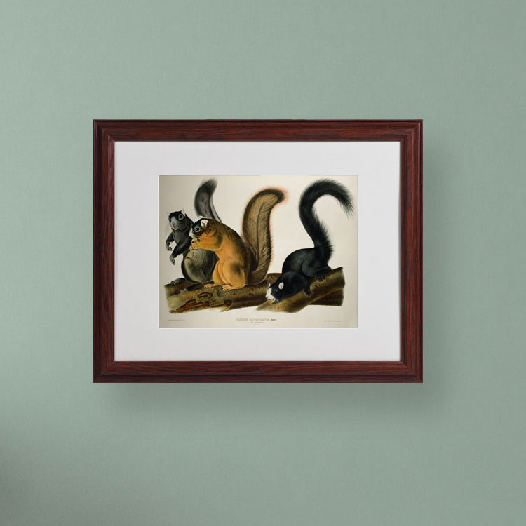 " Fox Squirrel " by James Audubon, 16" H x 20" W x 0.5" D, Brown