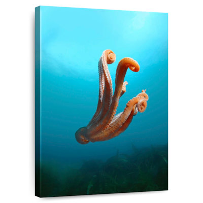 Giant Pacific Octopus