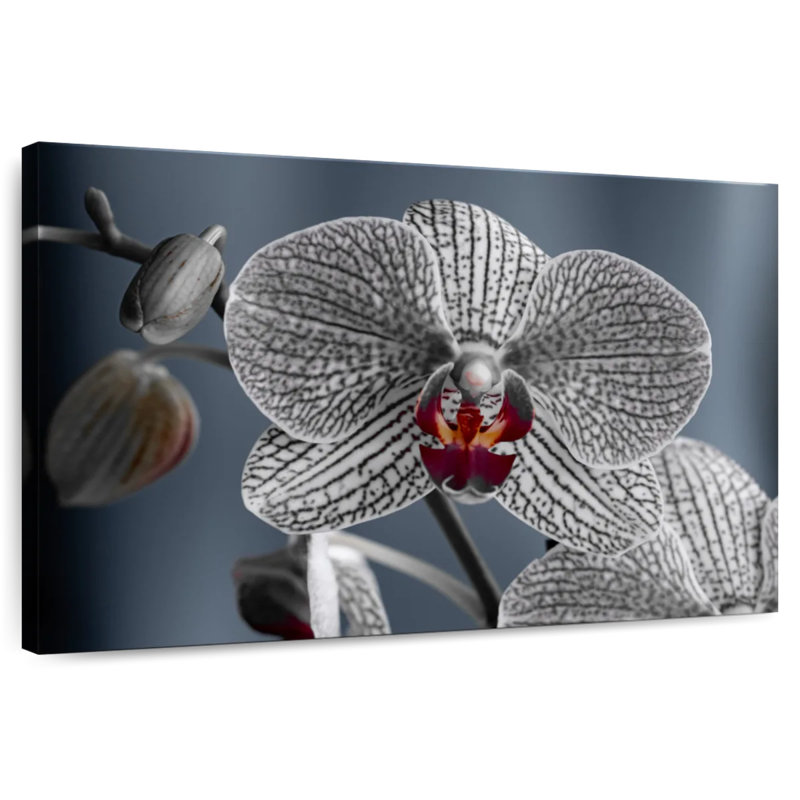 Harnek Streaked White Orchid, 16" H x 24" W