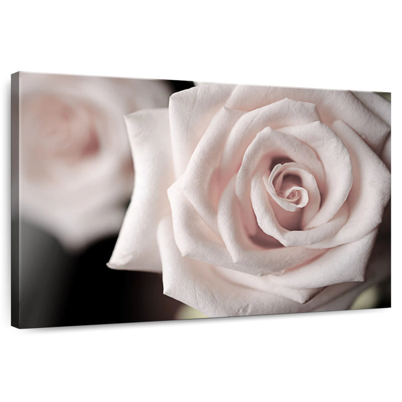 Harnek près d'une rose éblouissante, H 30 po x l 45 po