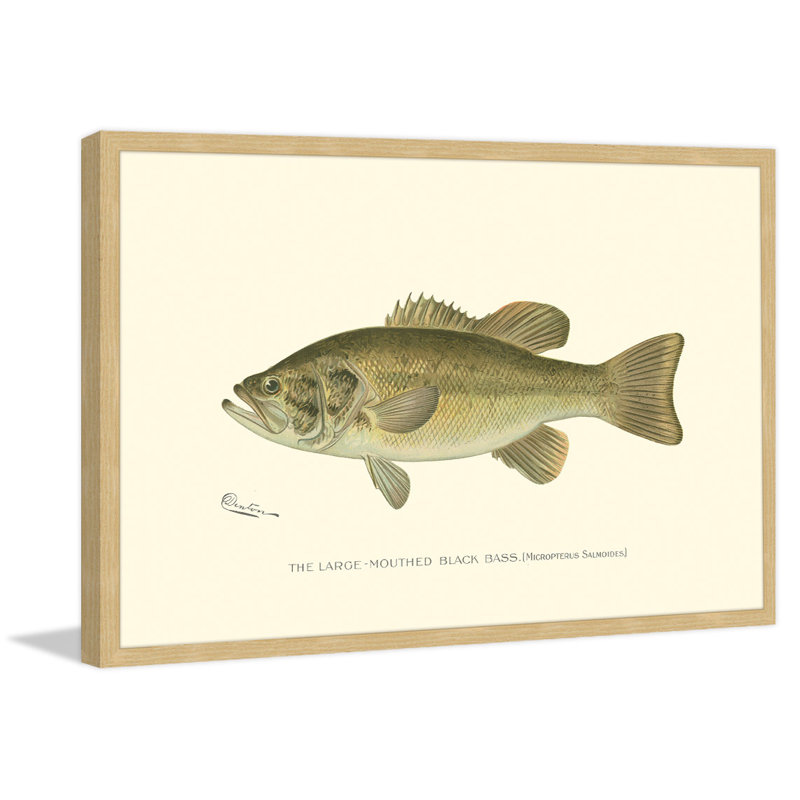 «Large Black Bass», reproduction encadrée, H 20 po x l 30 po x P 1,5 po