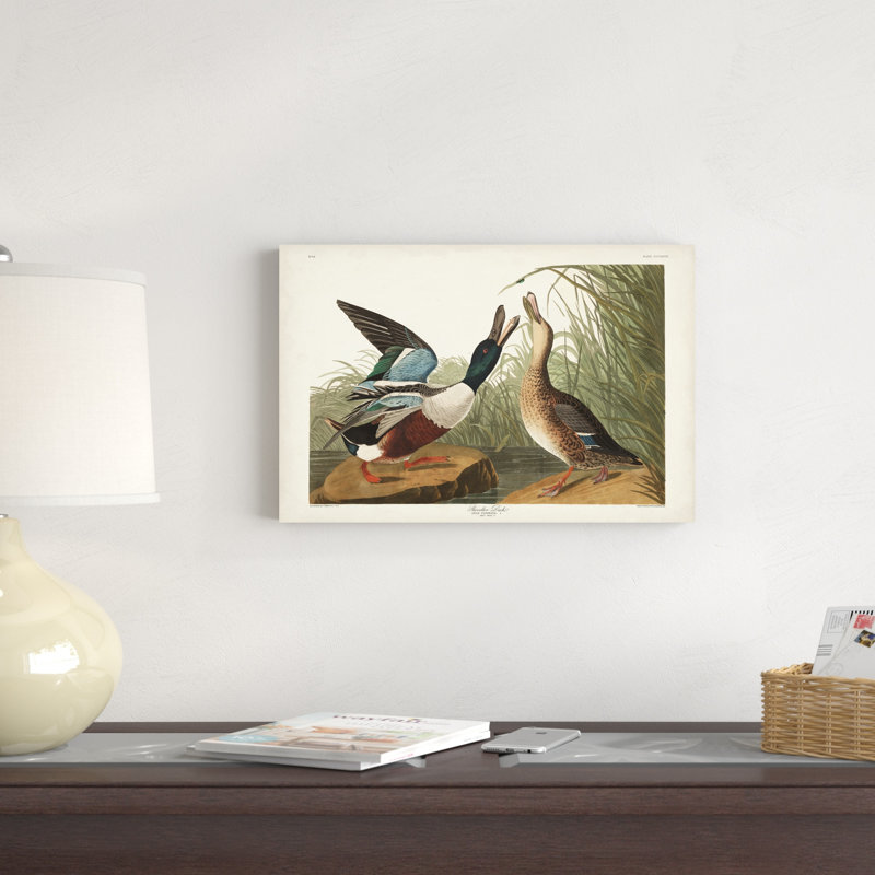 Pl 327 Shoveller Duck, H 12 po x l 18 po