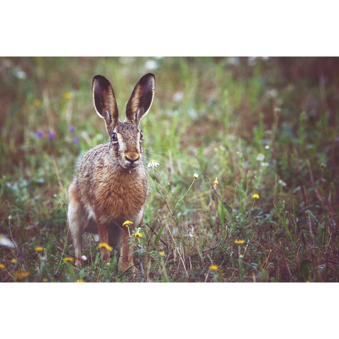 Ein brauner Hase von Rike - Kunstdrucke auf Leinwand