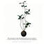 Plantes artificielles réalistes pour la décoration intérieure-269337736