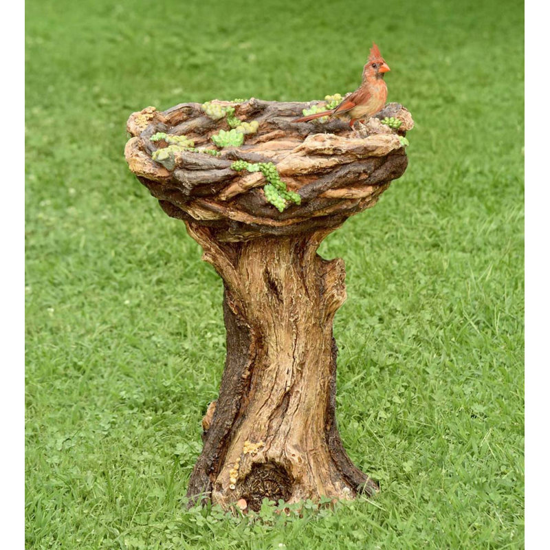 Bain d'oiseaux succulent