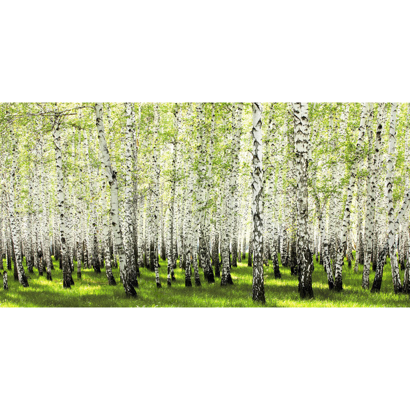 Birch Forest In Spring - Wrapped Canvas Print, 35cm H x 70cm W x 4cm D