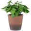 8 plantes