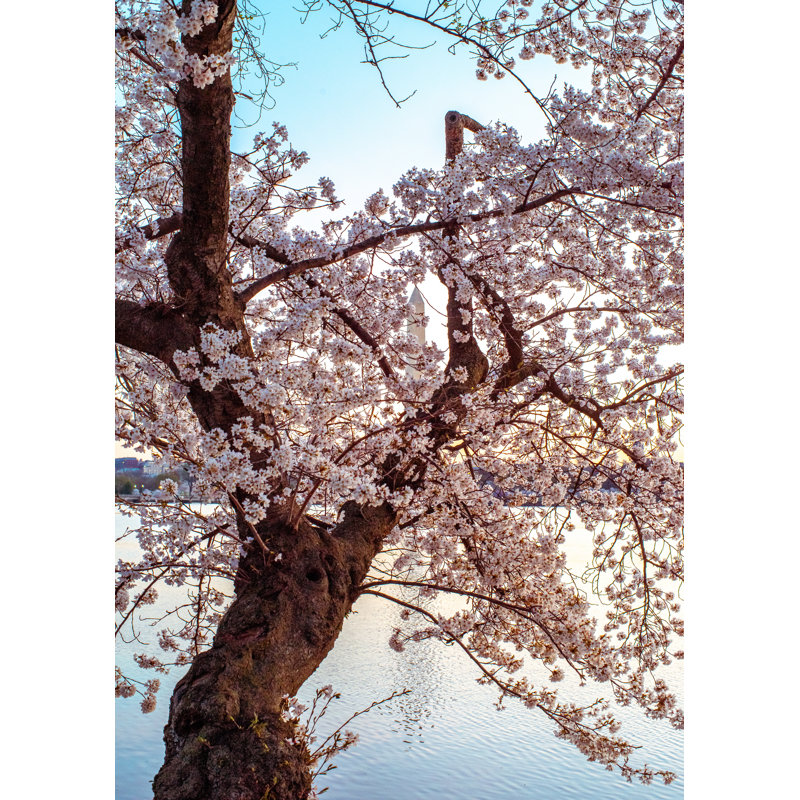 Cherry Blossom Dream Print by Scott Wurzel, Wrapped Canvas, 32" H x 24" W