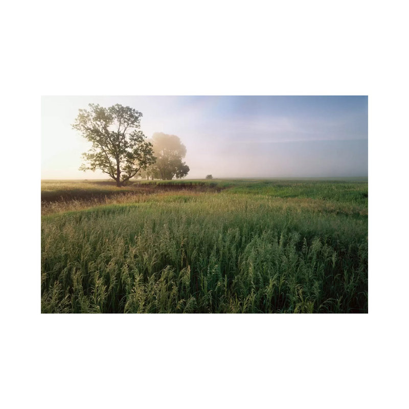 Oak Trees Shrouded In Fog, Tallgrass Prairie In Flint Hills Which Has Been Taken Over By Invasive Great Brome Grass, Kansas by Tim Fitzharris - Wrapped Canvas Print