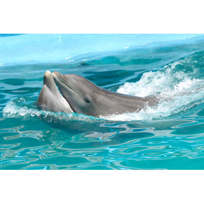 «Dolphin Couple» par C-Foto - Photographie sur toile tendue