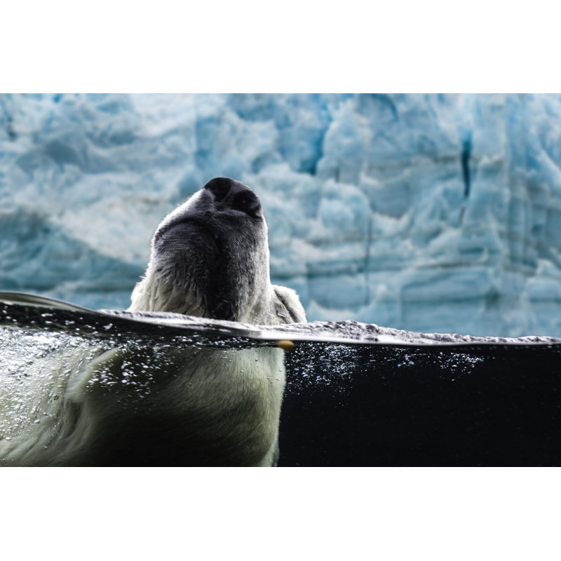 Polar Bear - Wrapped Canvas Print, 30cm H x 46cm W