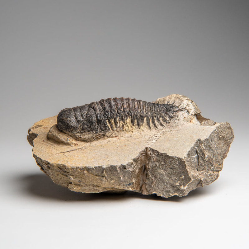 Genuine Crotalocephalina Trilobite In Matrix From Morocco 1.8 Lbs)