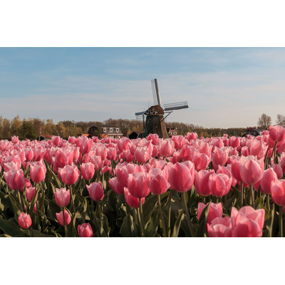 Tulip Field - Photographie sur toile tendue