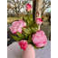 Arrangement floral pivoines dans un vase