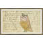 Owl - Mennonite Ledger Drawing Giclee Print by Soicher Marin Archives-62814847-62814848-62814849