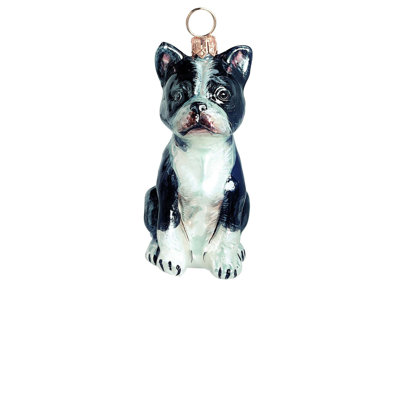 Boston Terrier