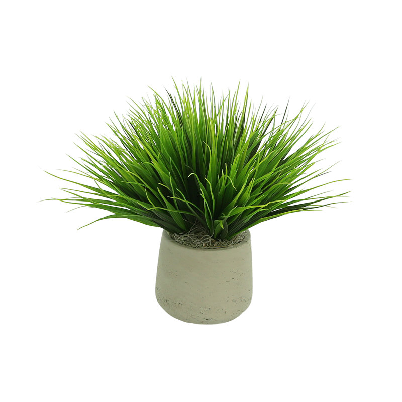 Vanilla Grass Arranged In A Fiberstone Pot