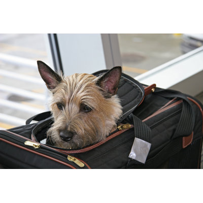 Pet Travel par Urbanglimpses