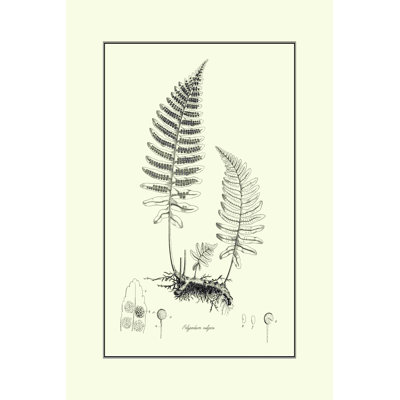 " Fern II " by Curtis