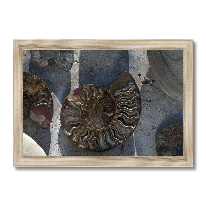 Gifts Of The Shore XVI by Elena Ray - Print, 24cm H x 34cm W, Natural Wood Framed Paper Print