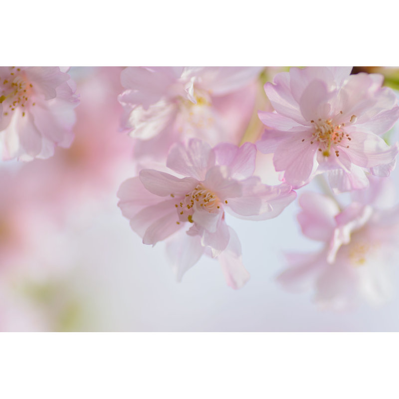 Chanoch Pink Weeping Cherry Blossoms - Photographie sur toile tendue, H 24 po x l 36 po