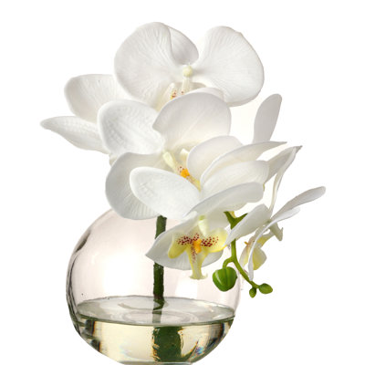 Orchids Arrangement in Jar