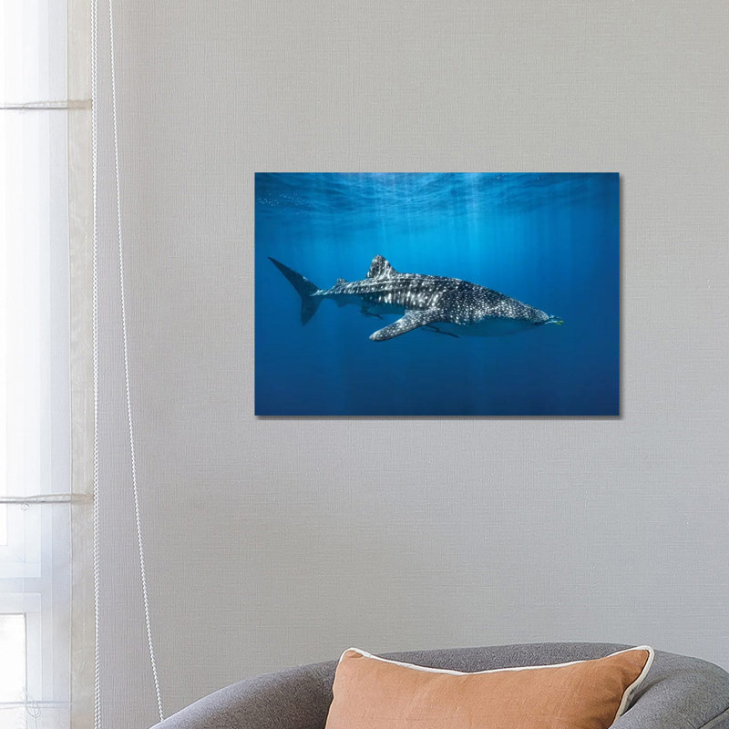 Whale Shark In The Blue by Barathieu Gabriel - Print on Canvas, 45.72cm H x 66.04cm W x 1.91cm D, Wrapped Canvas