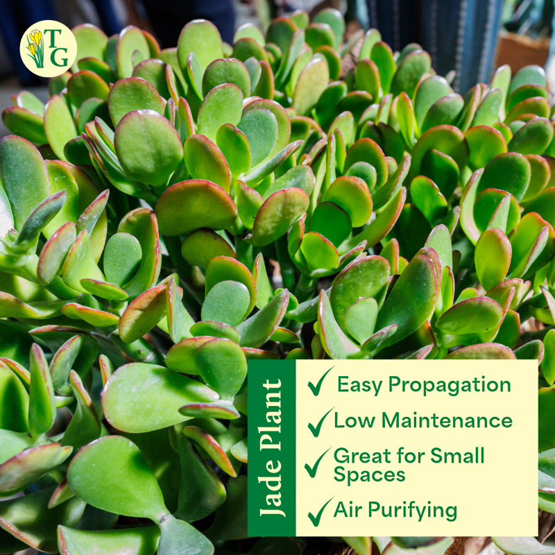 Live Jade Plant