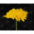 Chrysanthemum Framed Canvas - Floral Home Decor Art