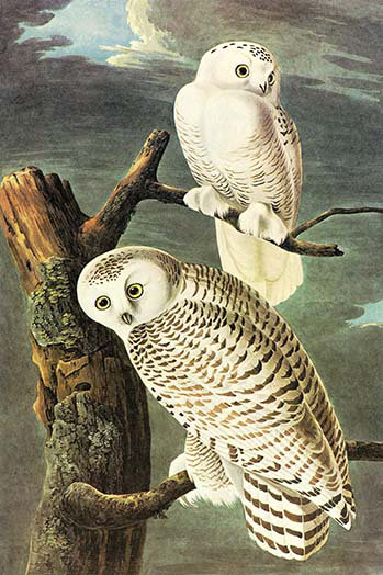 « snowy hibou » par john james audubon, impression, H 42 po x l 28 po x P 1,5 po