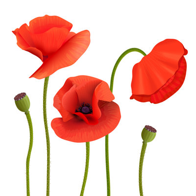 Helmgard Poppies Flower - Wrapped Canvas Print