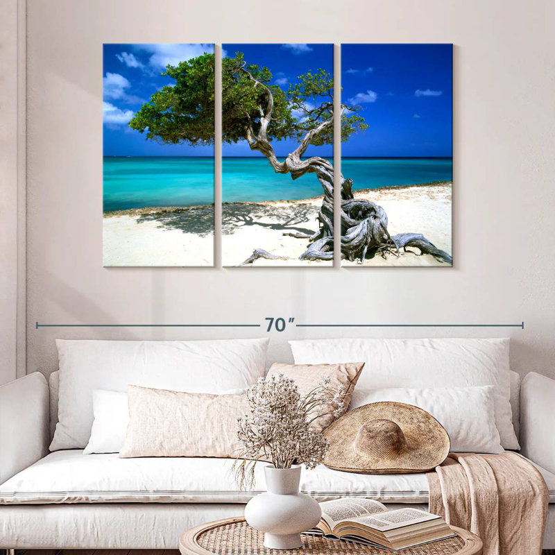 Divi Divi Tree Aruba Lesser Antilles