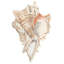 Art sur toile tendue, Dovecove Warren, Annie, Seashell IV-983967598