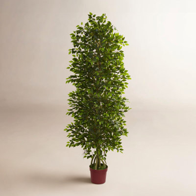 72" Ficus Tree in Pot