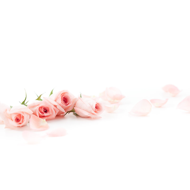 Roses roses et pétales par Esolla, H 24 po x l 36 po
