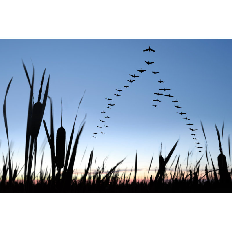 XXL Migrating Canada Geese by Sharply_done - No Frame Art Prints on Canvas, 51cm H x 76cm W