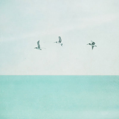"3 Seagulls" Print on Wrapped Canvas