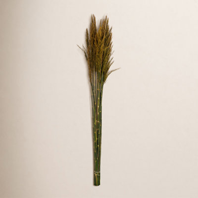 Zellmer 36'' H Preserved Plume Reed Bundle