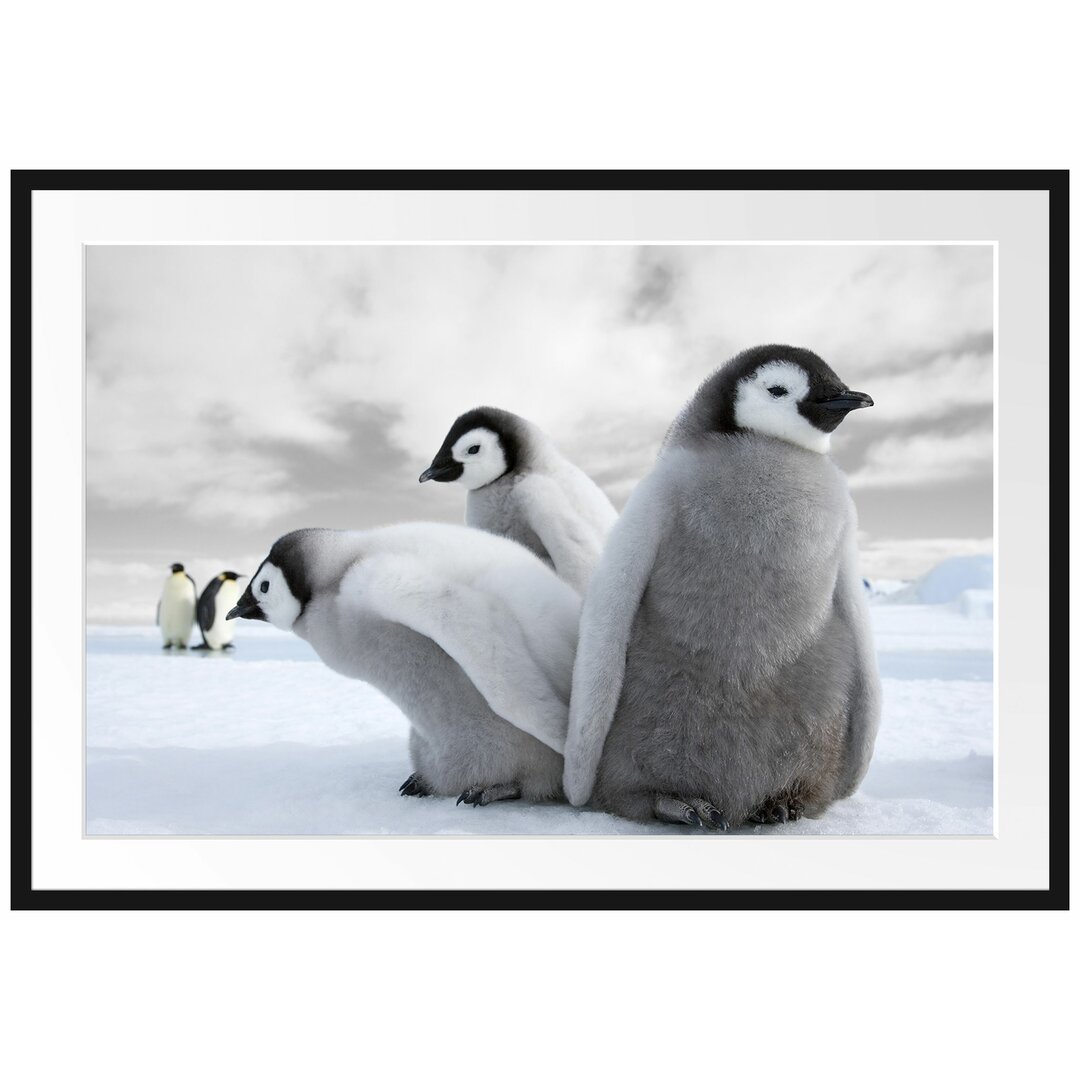 Kaiserpinguine Gerahmter Fotokunstdruck Poster