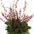 Arrangement in Vase