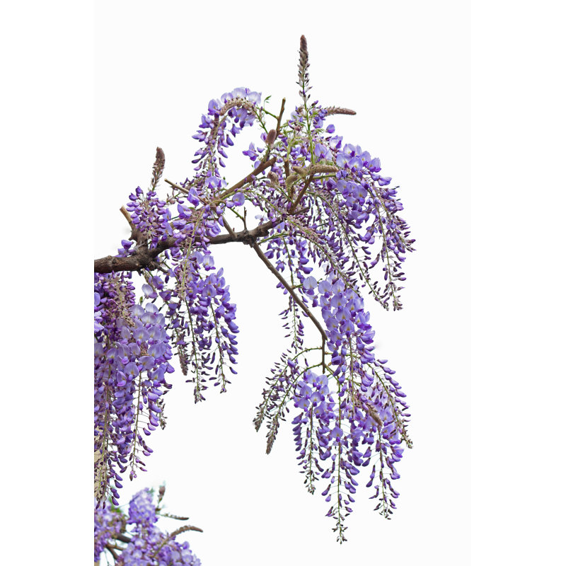 Wisteria by Narcisa - No Frame Art Prints on Canvas, 91cm H x 61cm W
