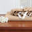 Microfiber Sheet Set-427045163-427045202